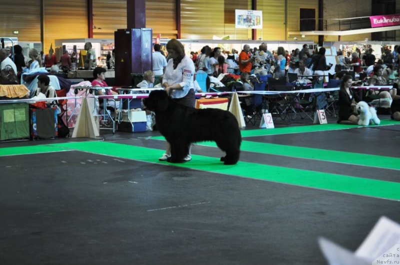 Фото: ньюфаундленд Kind Heart Midnight Bear, ньюфаундленд Kind Heart Midnight Bear