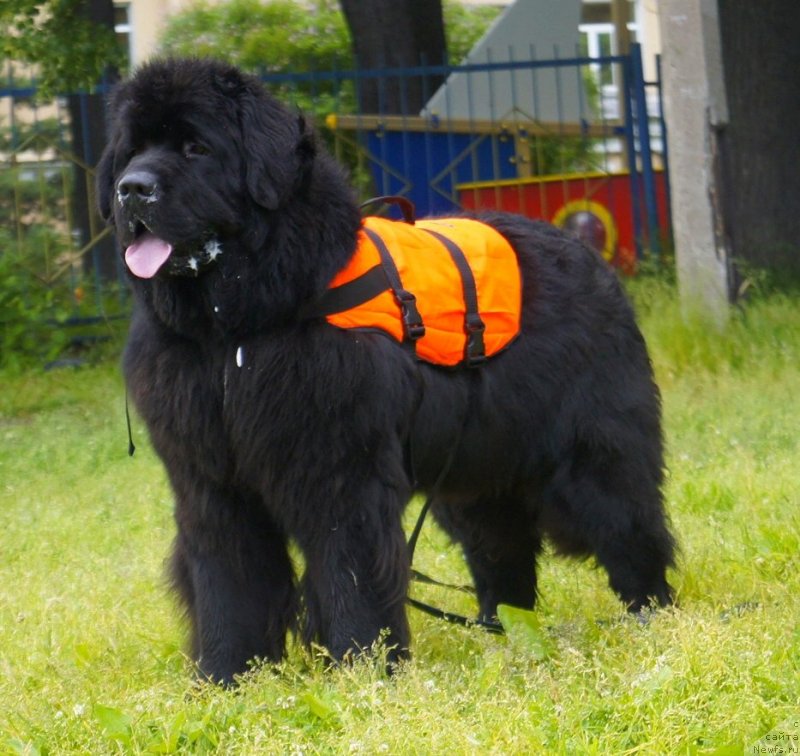 Фото: ньюфаундленд Смигар Гордон-Феллоу (Smigar Gordon Fellow)