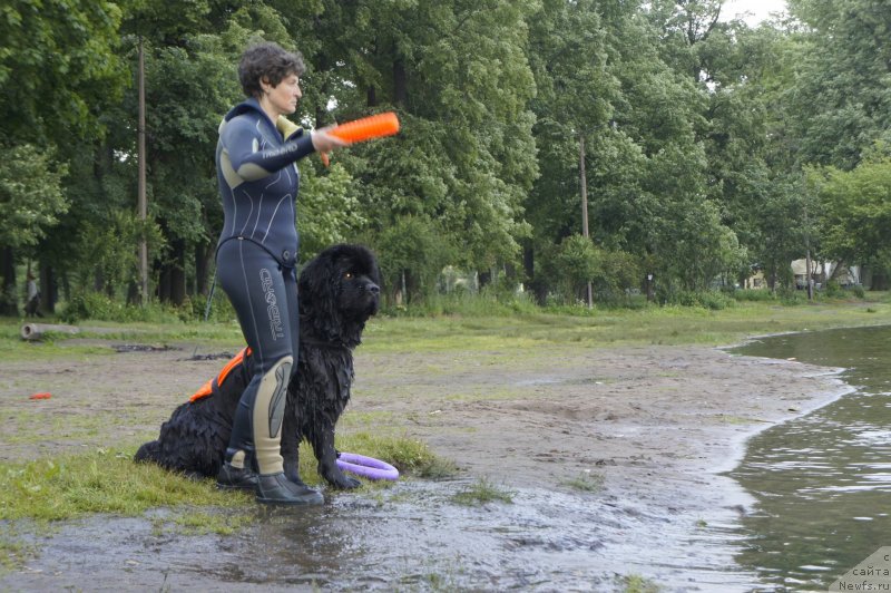 Фото: ньюфаундленд Смигар Гордон-Феллоу (Smigar Gordon Fellow)