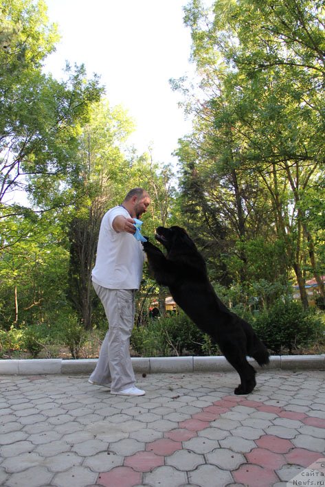 Фото: ньюфаундленд Звездный Дар Афина для Берега Дона (Zvezdnij Dar Afina dlja Berega Dona), Кирил Ермаков