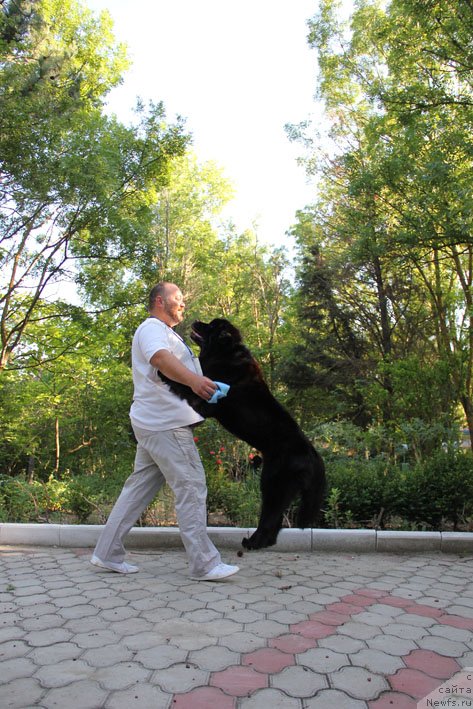 Фото: ньюфаундленд Звездный Дар Афина для Берега Дона (Zvezdnij Dar Afina dlja Berega Dona), Кирил Ермаков