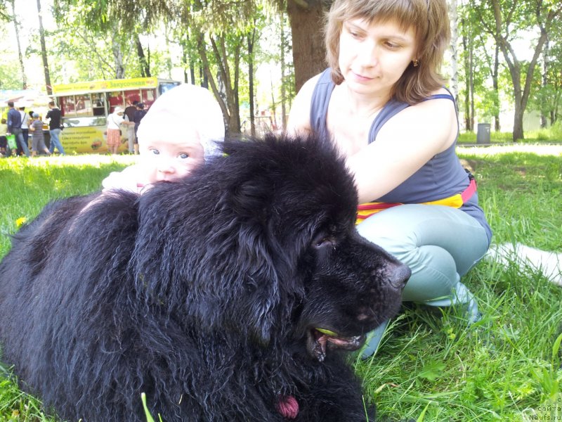 Фото: ньюфаундленд Капитан Ньюфорт