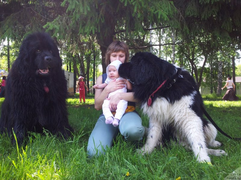 Фото: ньюфаундленд Капитан Ньюфорт, Ирина Веровенко, ньюфаундленд Супер Бизон Златогор