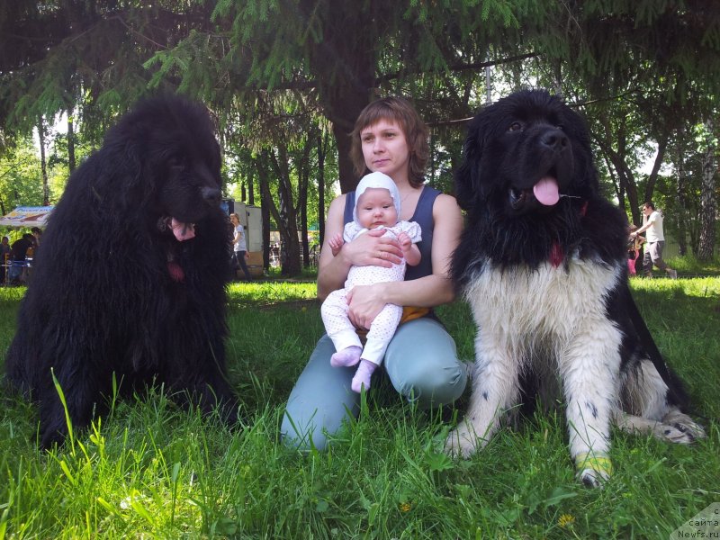 Фото: ньюфаундленд Капитан Ньюфорт, Ирина Веровенко, Полинка, ньюфаундленд Супер Бизон Златогор