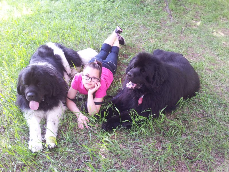 Фото: [d8156]  Настя, ньюфаундленд Супер Бизон Златогор