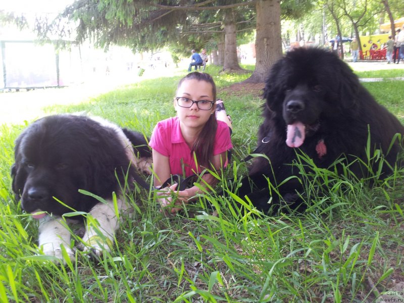 Фото: ньюфаундленд Капитан Ньюфорт, Настя, ньюфаундленд Супер Бизон Златогор