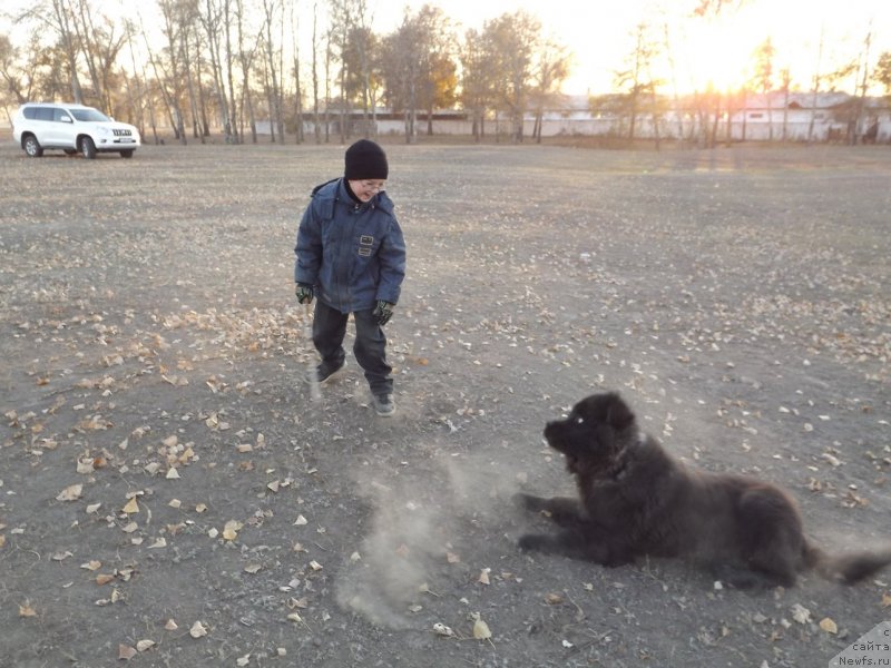 Фото: ньюфаундленд Би Перфект Арабелла