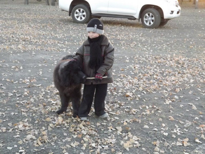 Фото: ньюфаундленд Би Перфект Арабелла