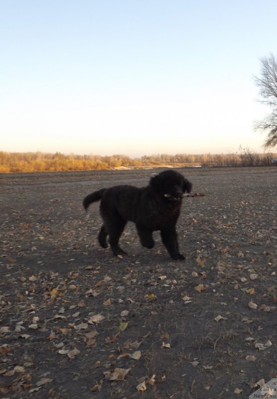 Фото: ньюфаундленд Би Перфект Арабелла