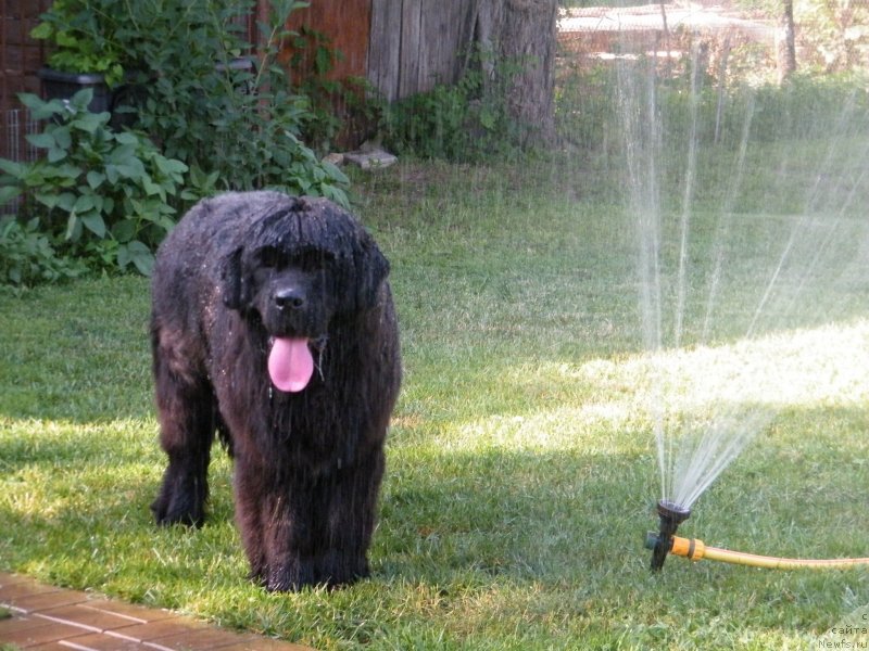 Фото: ньюфаундленд Альфа Таури Династия Совершенства (Аlpha Tauri Dinastiya Soverchenstva), ньюфаундленд Альфа Таури Династия Совершенства (Аlpha Tauri Dinastiya Soverchenstva)