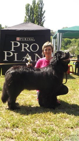 Фото: ньюфаундленд Vanilla Sky Lady Super Mishka, Светлана Самборская