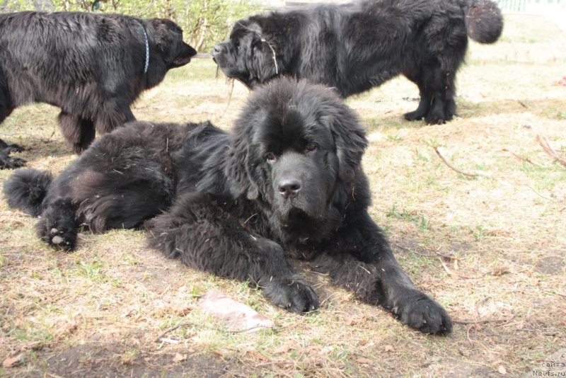 Фото: ньюфаундленд Ютуб Фор Ю