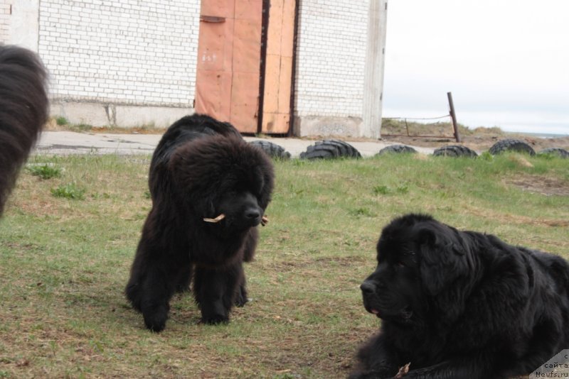 Фото: ньюфаундленд Явная Красота