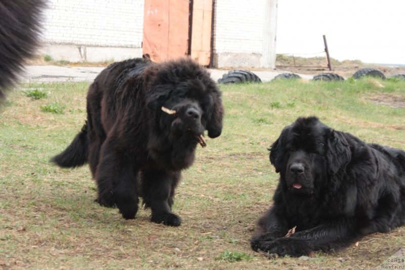 Фото: ньюфаундленд Явная Красота