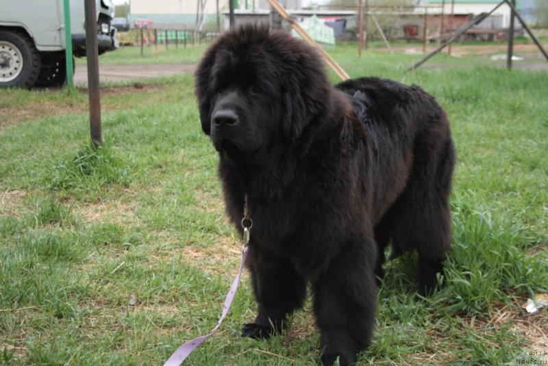 Фото: ньюфаундленд Явная Красота