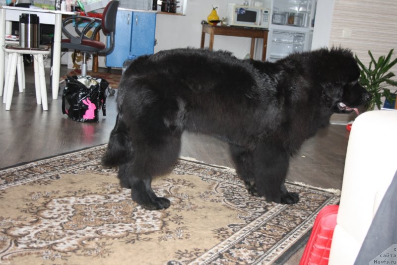 Фото: ньюфаундленд Явная Красота