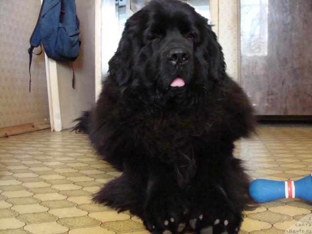 Фото: ньюфаундленд Челенджер