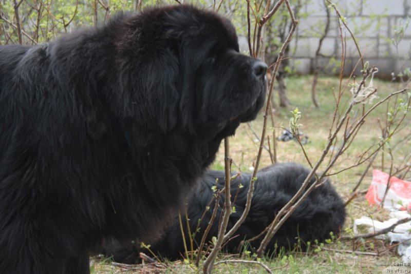 Фото: ньюфаундленд Бегущая по Волнам Зеро Коол