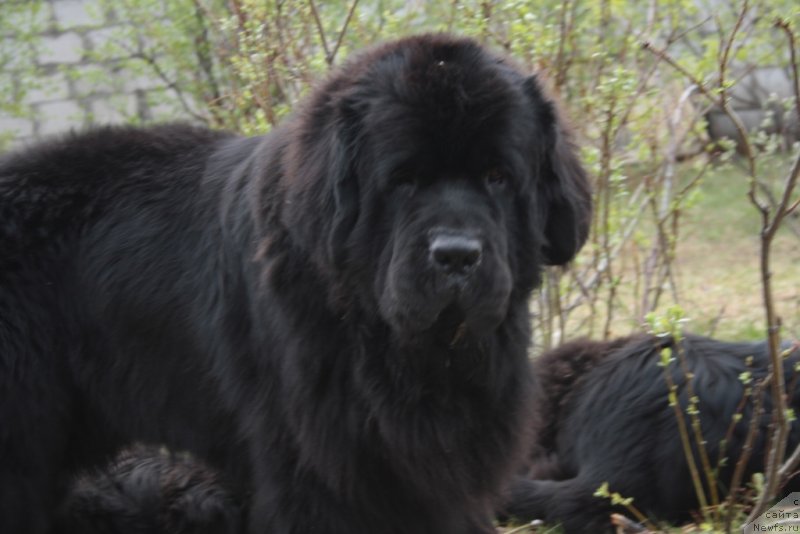 Фото: ньюфаундленд Бегущая по Волнам Зеро Коол