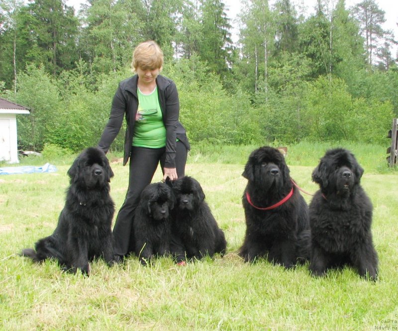 Фото: ньюфаундленд Бегущая по Волнам Есперанто Етуло Чуи, ньюфаундленд Бегущая по Волнам Елвис, ньюфаундленд Cayuga Mescalero, ньюфаундленд Thickish Newfoundland Monnalisadellagioconda, ньюфаундленд Бегущая по Волнам Ханд Маде (Beguschaya po Volnam Hand Made), Маргарита Завацкова