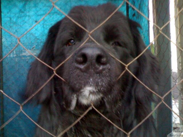 Фото: Атлант Рей