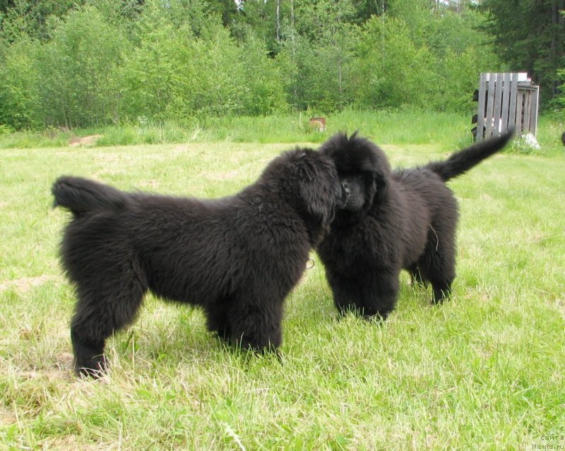 Фото: ньюфаундленд Бегущая по Волнам Есперанто Етуло Чуи, ньюфаундленд Бегущая по Волнам Елвис