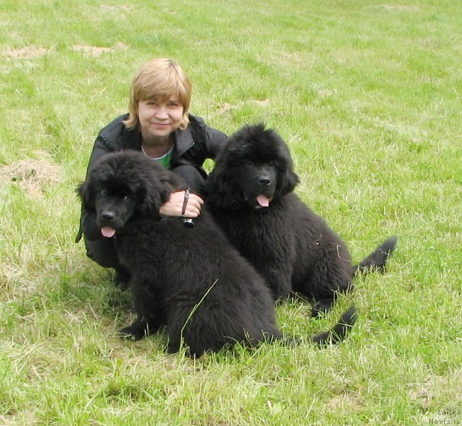 Фото: ньюфаундленд Бегущая по Волнам Есперанто Етуло Чуи, ньюфаундленд Бегущая по Волнам Елвис, Маргарита Завацкова