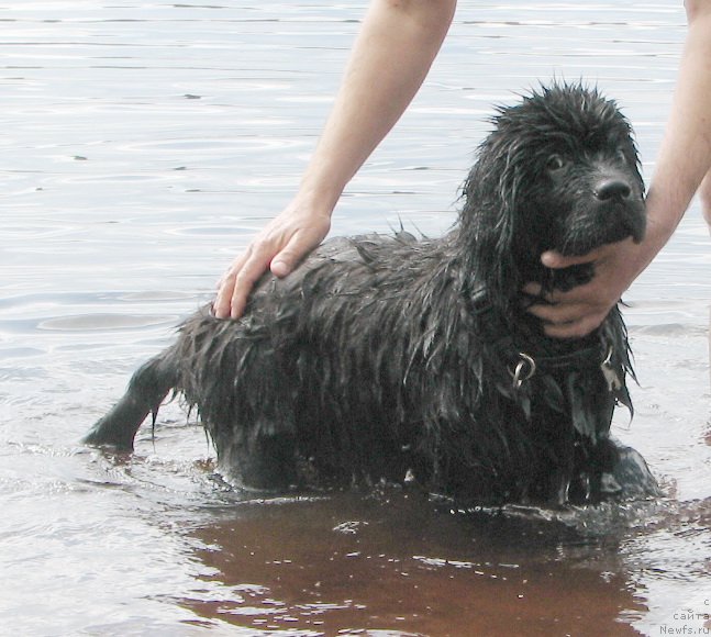 Фото: ньюфаундленд Бегущая по Волнам Есперанто Етуло Чуи