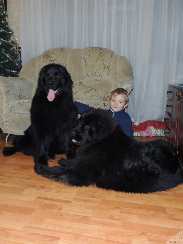 Фото: ньюфаундленд Би Перфект Арабелла, ньюфаундленд Vronika Ye Satisfaction Super Mishka