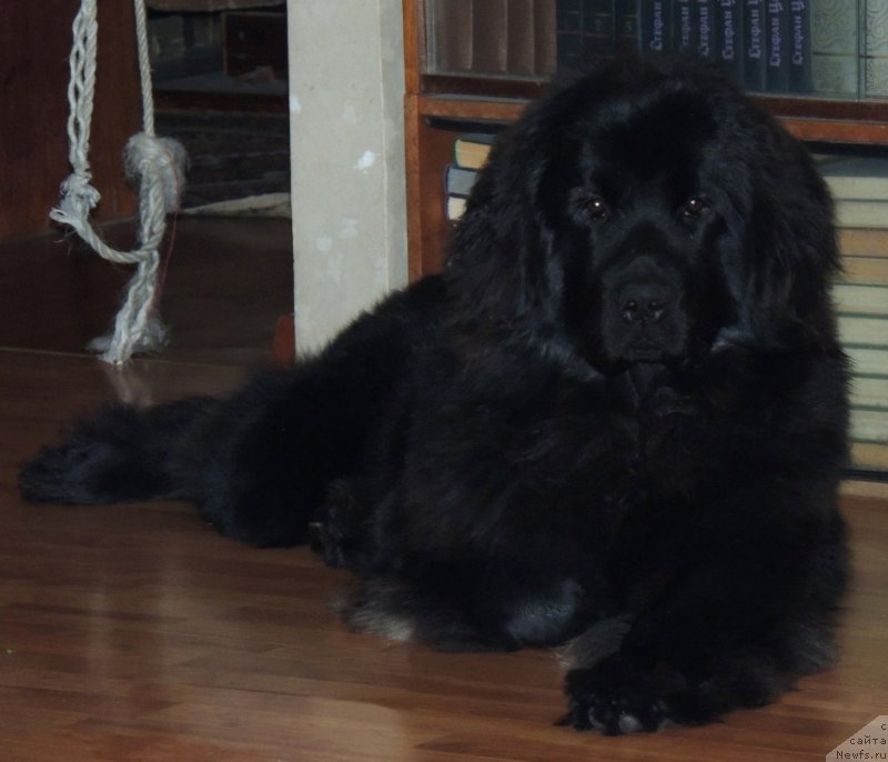 Фото: ньюфаундленд Би Перфект Арабелла