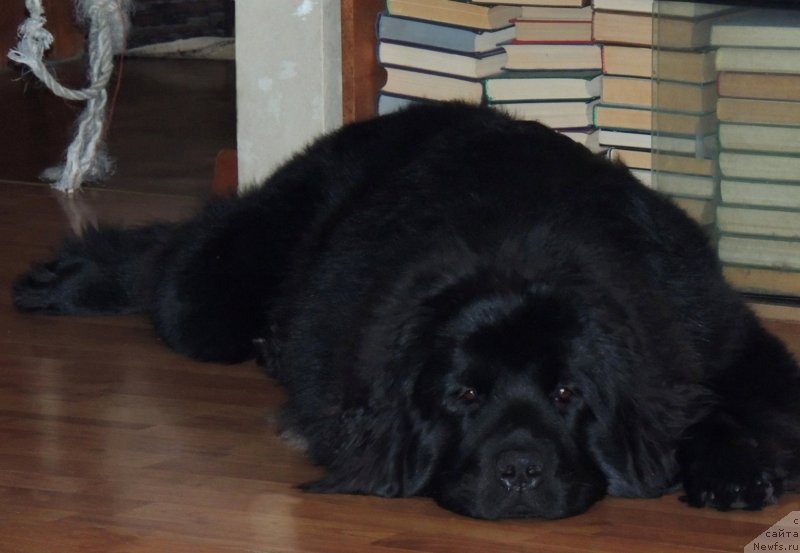 Фото: ньюфаундленд Би Перфект Арабелла