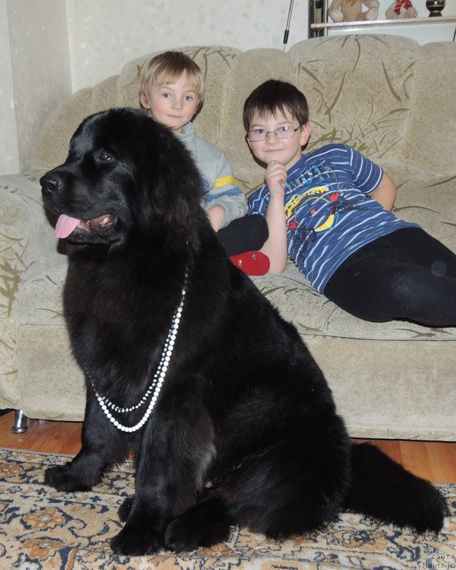 Фото: ньюфаундленд Би Перфект Арабелла