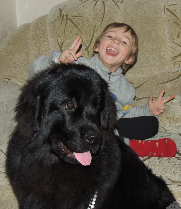 Фото: ньюфаундленд Би Перфект Арабелла