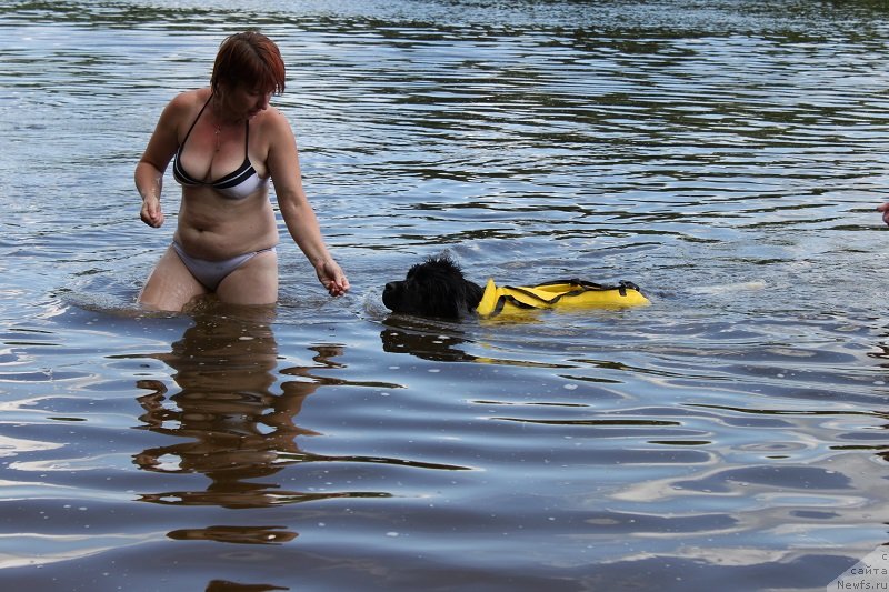 Фото: ньюфаундленд Искушение Моей Души (Iskushenie Moey Dushi)