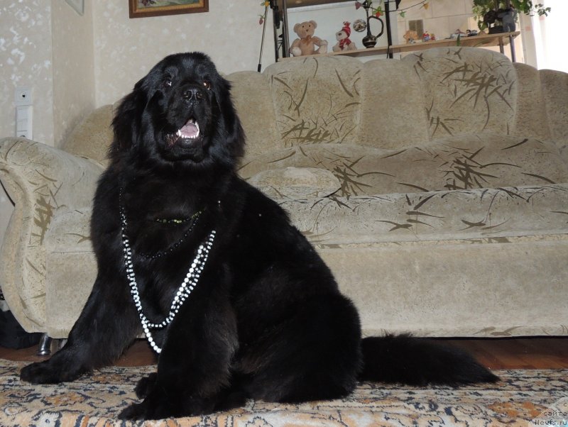 Фото: ньюфаундленд Би Перфект Арабелла