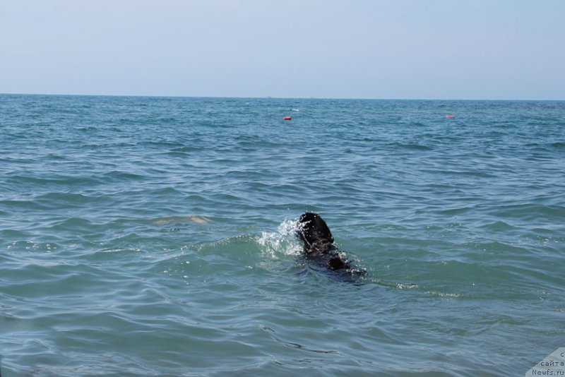 Фото: ньюфаундленд Звездный Дар Афина для Берега Дона (Zvezdnij Dar Afina dlja Berega Dona)