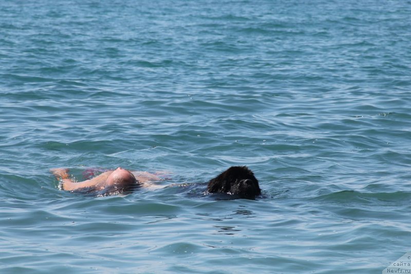 Фото: ньюфаундленд Звездный Дар Афина для Берега Дона (Zvezdnij Dar Afina dlja Berega Dona)