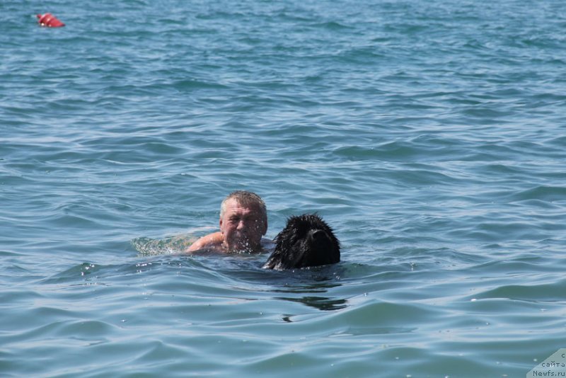 Фото: ньюфаундленд Ростовчанка с Берега Дона (Rostovchanka s Berega Dona)