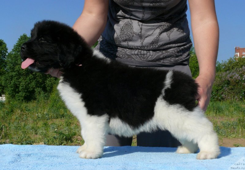 Фото: ньюфаундленд Аквиан Сонг Касатка