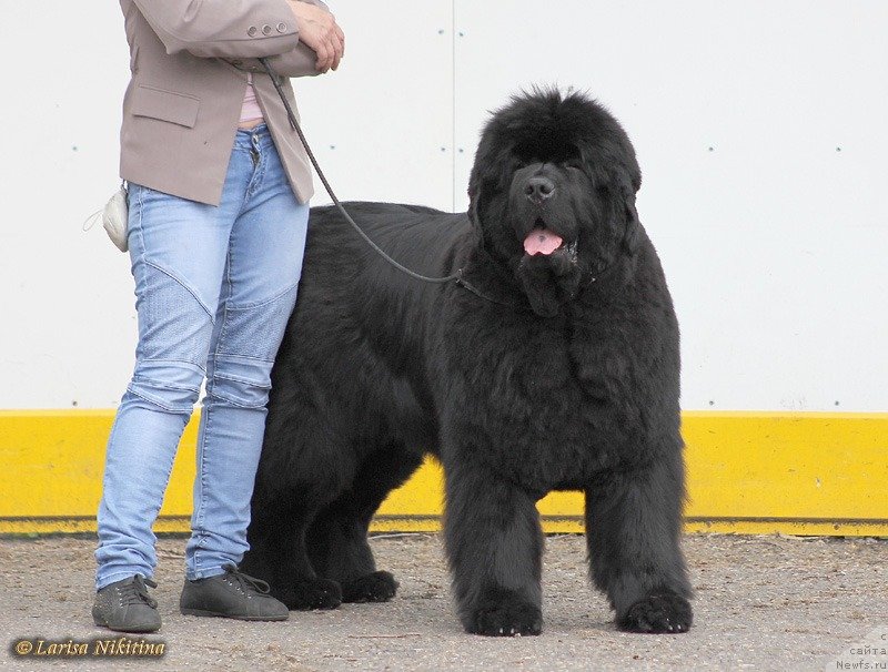 Фото: ньюфаундленд С'Нежная Вьюга Альянико Дель Вультуре (S'Nezhnaya Vjuga Alyaniko del Vulture)