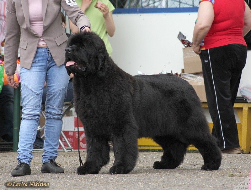 Фото: ньюфаундленд С'Нежная Вьюга Авиньонези Капаннеле (S'Nezhnaya Vjuga Avignonesi Capannelle)