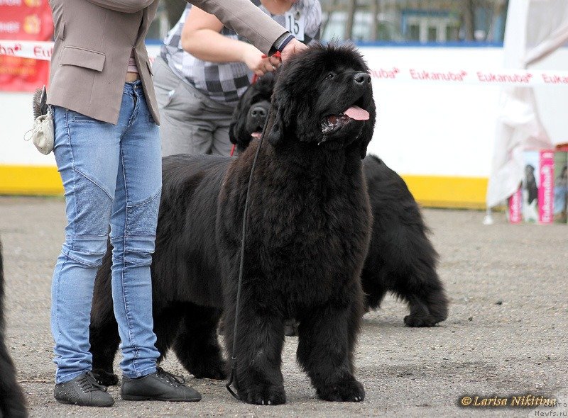 Фото: ньюфаундленд С'Нежная Вьюга Авиньонези Капаннеле (S'Nezhnaya Vjuga Avignonesi Capannelle)