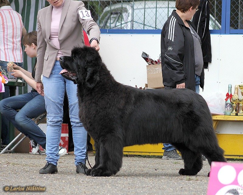 Фото: ньюфаундленд С'Нежная Вьюга Авиньонези Капаннеле (S'Nezhnaya Vjuga Avignonesi Capannelle)