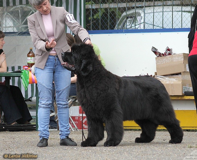 Фото: ньюфаундленд С'Нежная Вьюга Авиньонези Капаннеле (S'Nezhnaya Vjuga Avignonesi Capannelle)