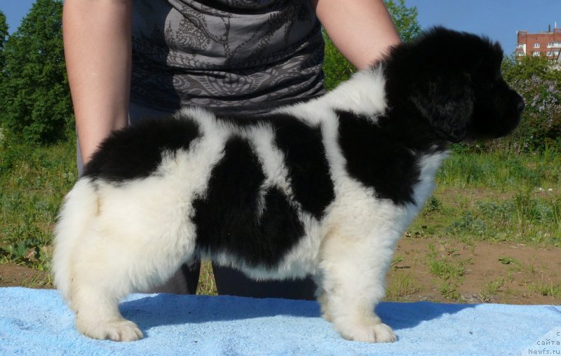 Фото: ньюфаундленд Аквиан Сонг Кисс Фром Роуз (Akvian Song Kiss from Rouz)