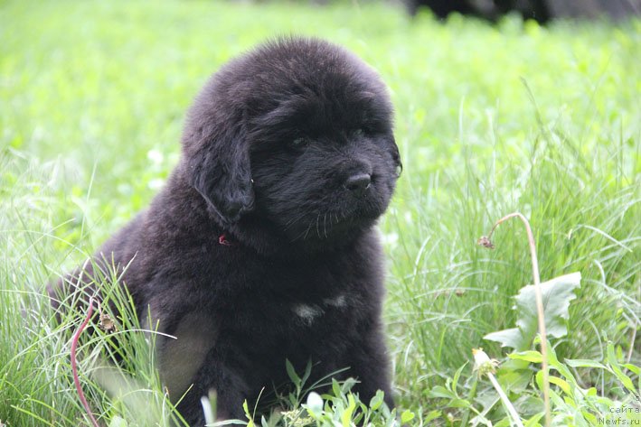 Фото: ньюфаундленд Шартрез с Берега Дона