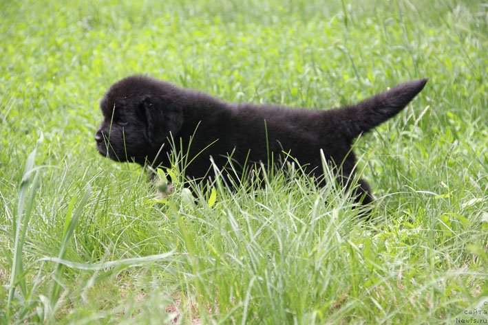 Фото: ньюфаундленд Шартрез с Берега Дона