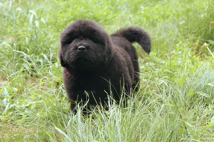 Фото: ньюфаундленд Шартрез с Берега Дона