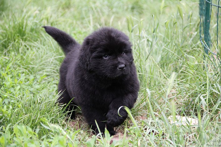 Фото: ньюфаундленд Шнапс с Берега Дона