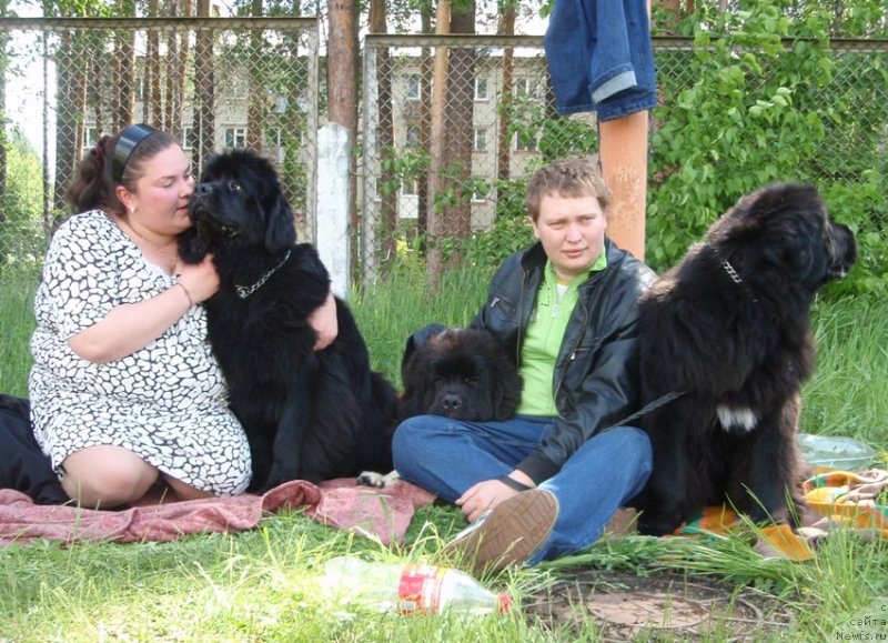 Фото: ньюфаундленд Блэк Диамонд Агидель от Потапа Увертюра, ньюфаундленд Ньюфорт Тайм'с Голд Алекса